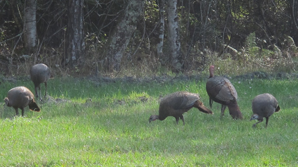 Thriving Flock Makes Michigan No. 7 For Spring Turkey Hunt