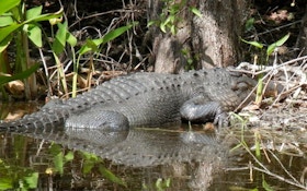 Massive Gator Pulled From Alabama Lake