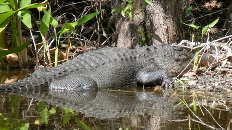 Massive Gator Pulled From Alabama Lake