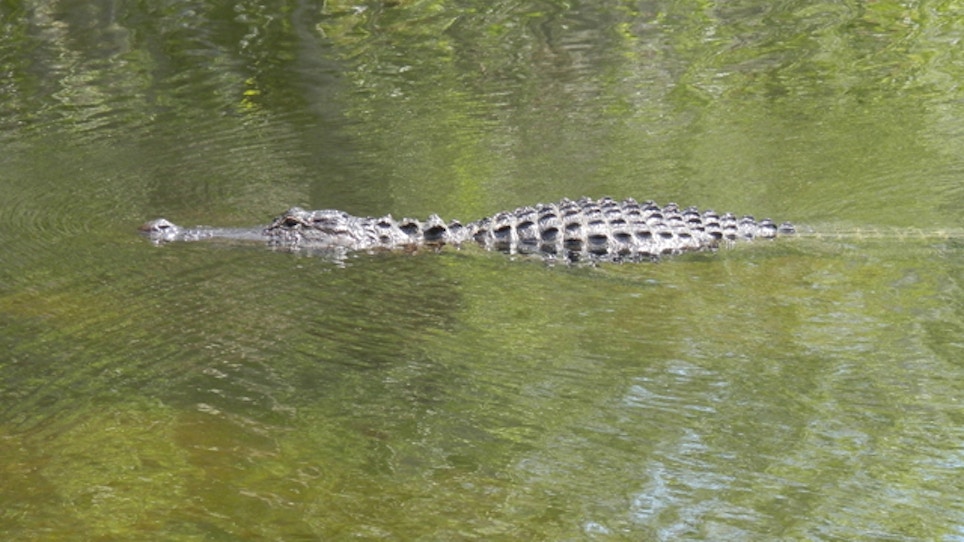 Man Identified After Being Eaten By Gator