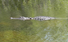 Big Alligator Wanders Out Of Surf On Hilton Head