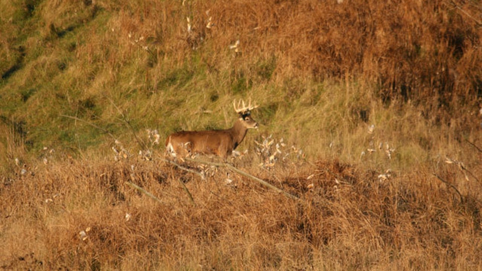 Deer Hunting News: Safety First, Iowa Harvest Down