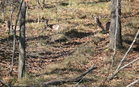 Why Not Hunt Deer Bedding Areas?