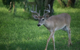 The Four Best States For Hunting Early-Season Deer