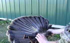 How To Remove A Wild Turkey Fan And Beard