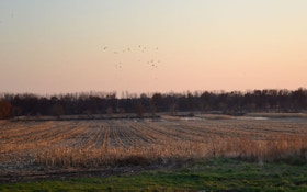 The 4 Best Things In Waterfowl Conservation In The Last 10 Years