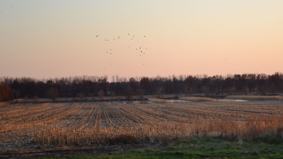 The 4 Best Things In Waterfowl Conservation In The Last 10 Years