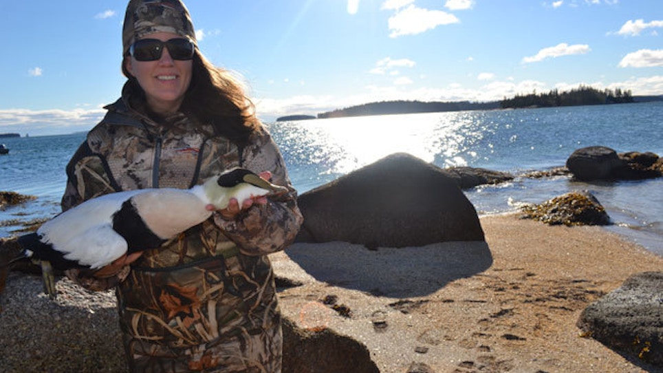 A Tale Of 5 Eiders In Maine