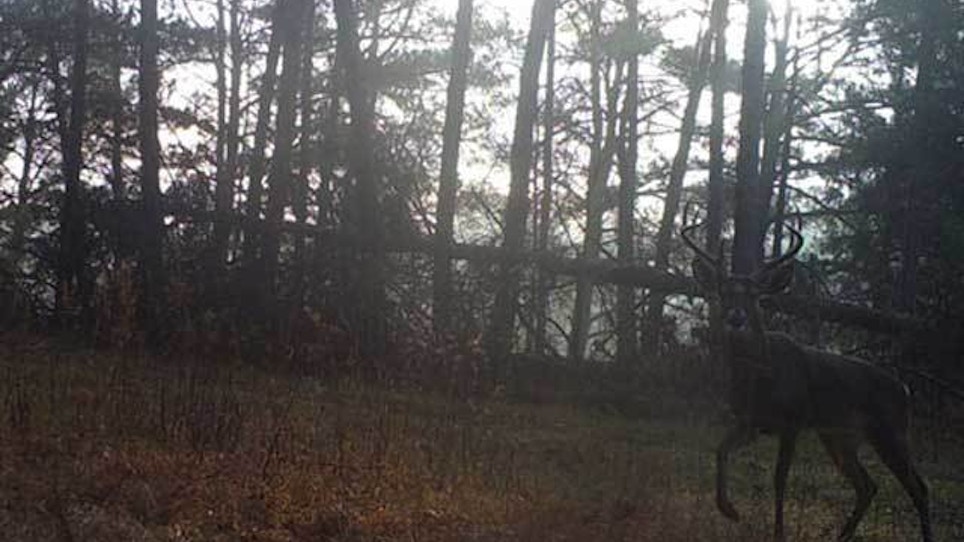 Where to hang trail cameras in the early deer season