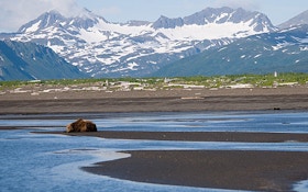 Feds Move To Ban Predator Hunting Practices In Alaska