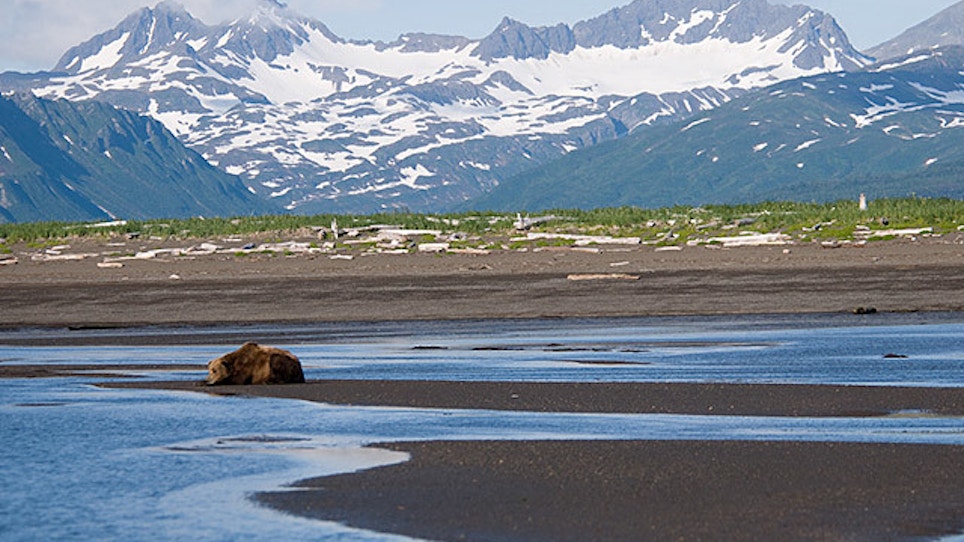 Feds Move To Ban Predator Hunting Practices In Alaska