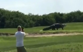Jurassic Park? Massive Gator Filmed Walking Florida Golf Course