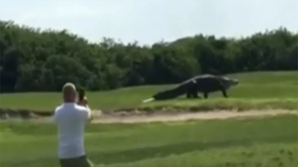 Jurassic Park? Massive Gator Filmed Walking Florida Golf Course