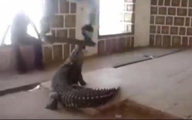VIDEO: Skateboarding over a gator is not smart