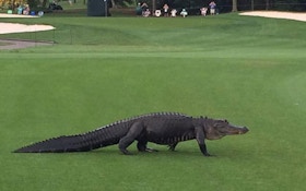 Real Hazard: Golfer Hoffman's Round Interrupted By Alligator