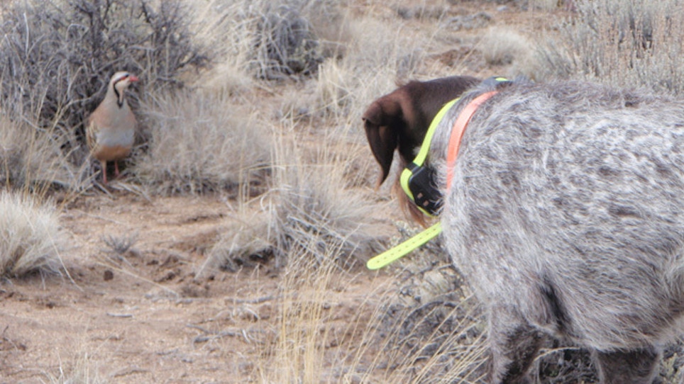 Hunting dog development and training—we are the key