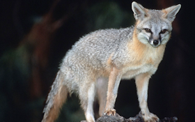 Canine Distemper Discovered in California Wild Foxes