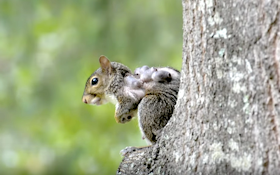 What Are These Terrifying Hairless Tumors on Squirrels?