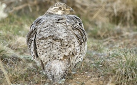 Idaho Governor Sues Feds Over Sage Grouse Restrictions
