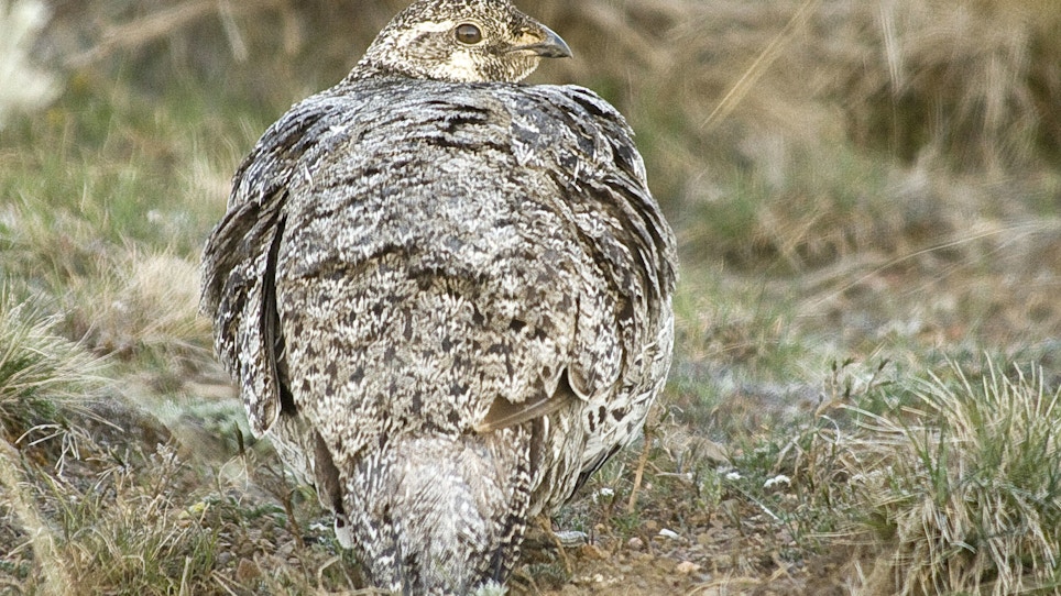 Idaho Governor Sues Feds Over Sage Grouse Restrictions