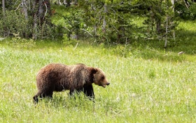 Are You Ready to Hunt Grizzly Bears?