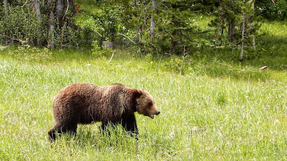 Are You Ready to Hunt Grizzly Bears?