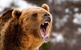 3 Hunters Injured, Survive Grizzly Bear Attacks