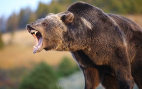 Grizzly Bear Attacks Fourth Hunter in Montana