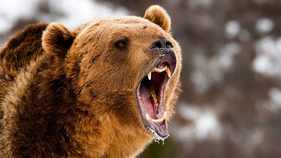 Grizzly Bear Attacks Increase; Bowhunter Kills Sow in Self-Defense