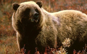 Grizzly Bear Attacks Man; Sightings, Incidents Increase