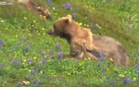 VIDEO: Grizzly runs uphill, suffers heart attack, rolls back