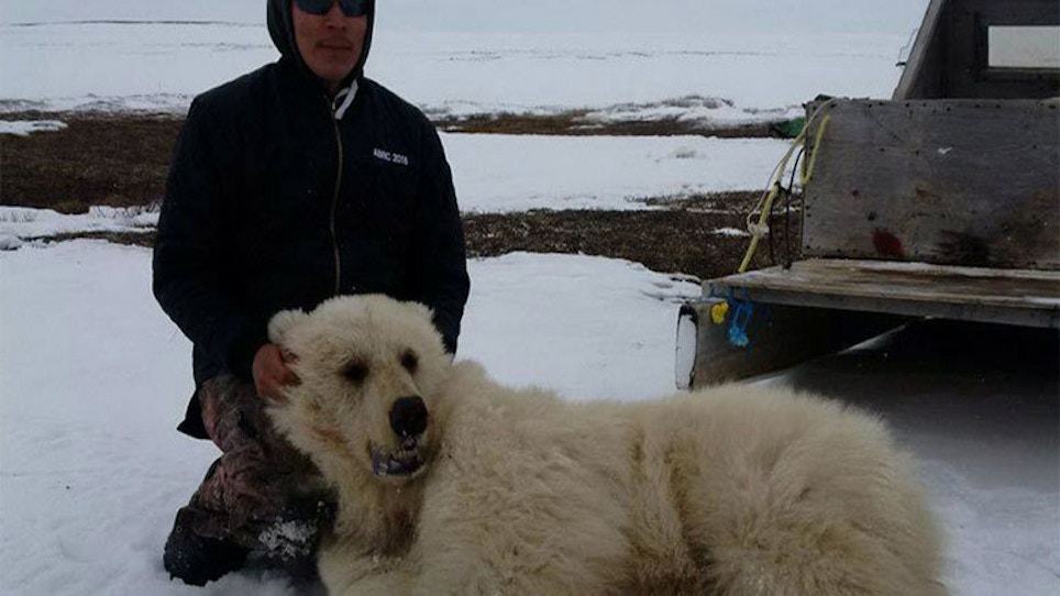 Grizzly/Polar Bear Hybrid Killed In Canada