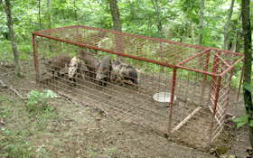 Bluegrass Landowners Asked to Help Locate Feral Pigs