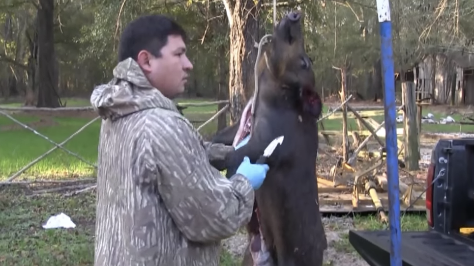 VIDEO: How to Skin and Butcher Feral Pigs