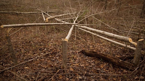 An area of hinge-cut trees creates a thicket that whitetails will adopt as bedding cover.
