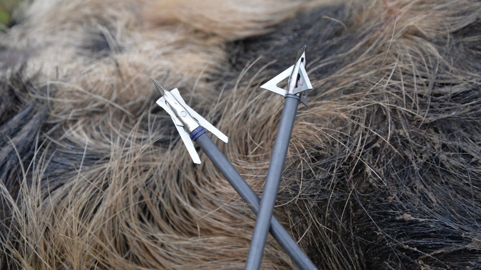Want to Tag Wild Hogs? Consider Your Arrow Setup
