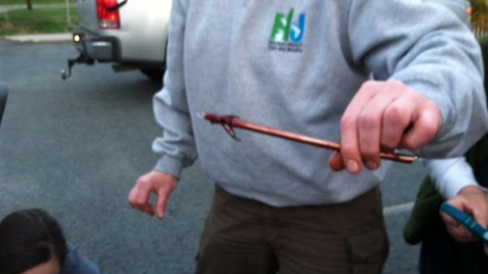 Arrow Removed From Bear In New Jersey