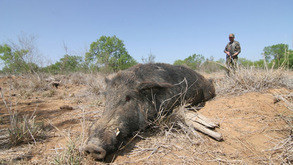 Feral Hogs by the Numbers