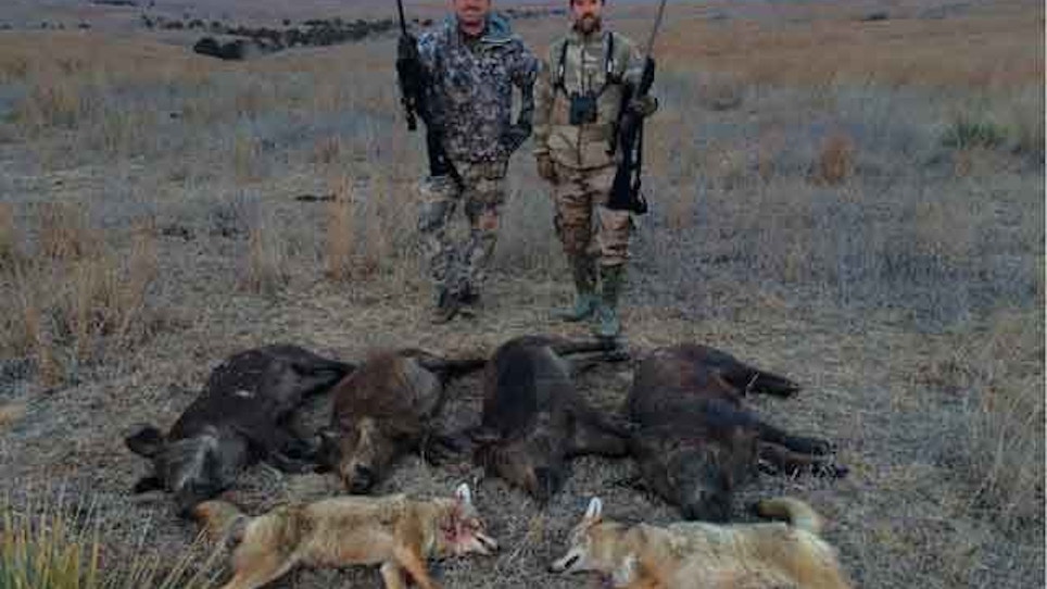 Hunting Oklahoma Coyotes And Hogs!