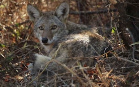 Rhode Island Woman Guilty Of Feeding Coyote