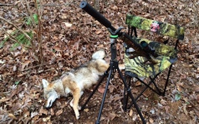 Harvest More Coyotes With A Good Coyote Setup