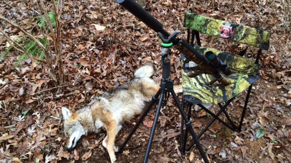 Harvest More Coyotes With A Good Coyote Setup