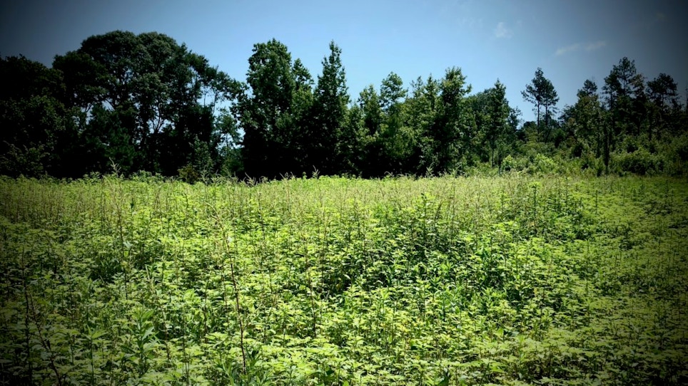 What to Expect When Planting Summer Food Plots