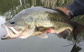 Video: Where Do Tournament Bass Go After Being Released?