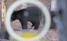 Baiting Black Bears on Public Land