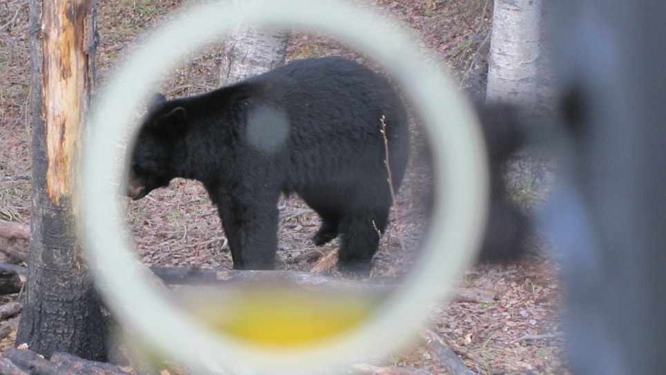 Baiting Black Bears on Public Land