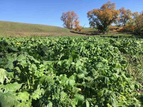 This brassica plot grew beautifully during early fall 2021, but whitetails largely ignored it from September through December.