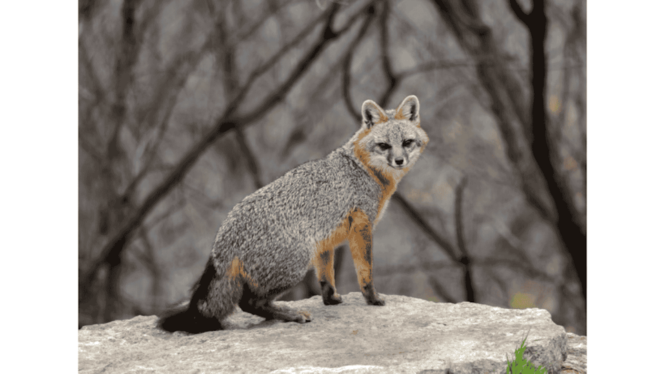 Illinois Closes Seasons for Hunting, Trapping Gray Foxes