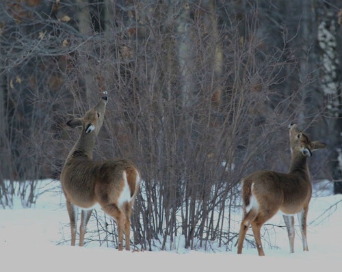 According to the Buffalo County Deer Advisory Council, the whitetail population is too high. But not everyone agrees on the severity of the problem, or how to solve it. (Image courtesy of Wisconsin DNR Facebook.)