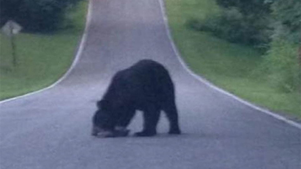 Are Black Bears Back In Indiana?